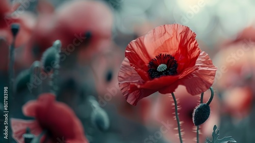 Blossoming Red Poppy A Vintage Film StopMotion Wallpaper Masterpiece