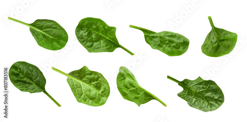 Spinach green leaves. Set of green spinach leaves. Isolated on white background. Design element for product label or catalog print.