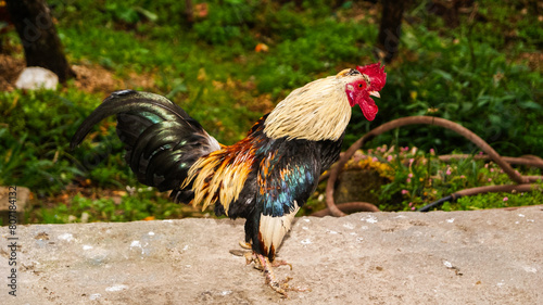 gallo y perro photo