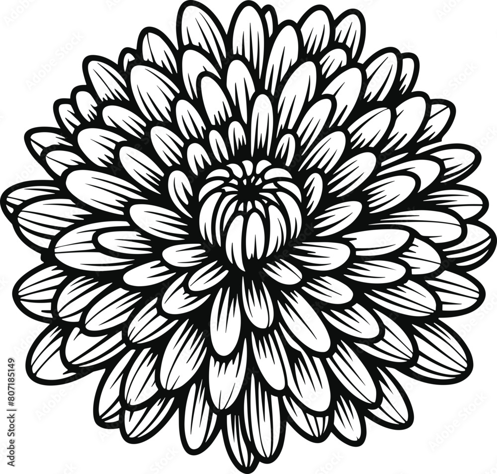 Chrysanthemum Chrysanthemum