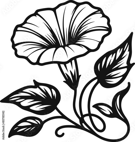 Morning Glory