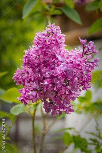 Fioritura del lilla a inizio maggio