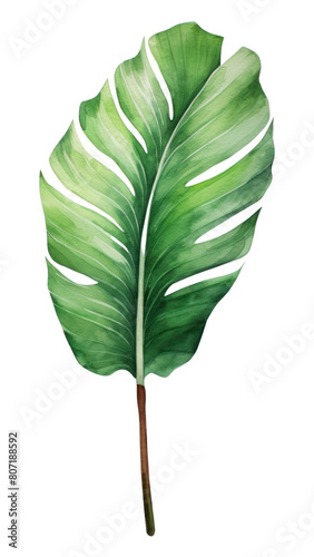 PNG Plant leaf white background xanthosoma.