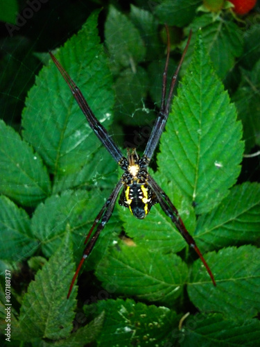 Argiope anasuja is a species of orb-weaver spider (family Araneidae). Spider on its web against a background of leaves
 photo