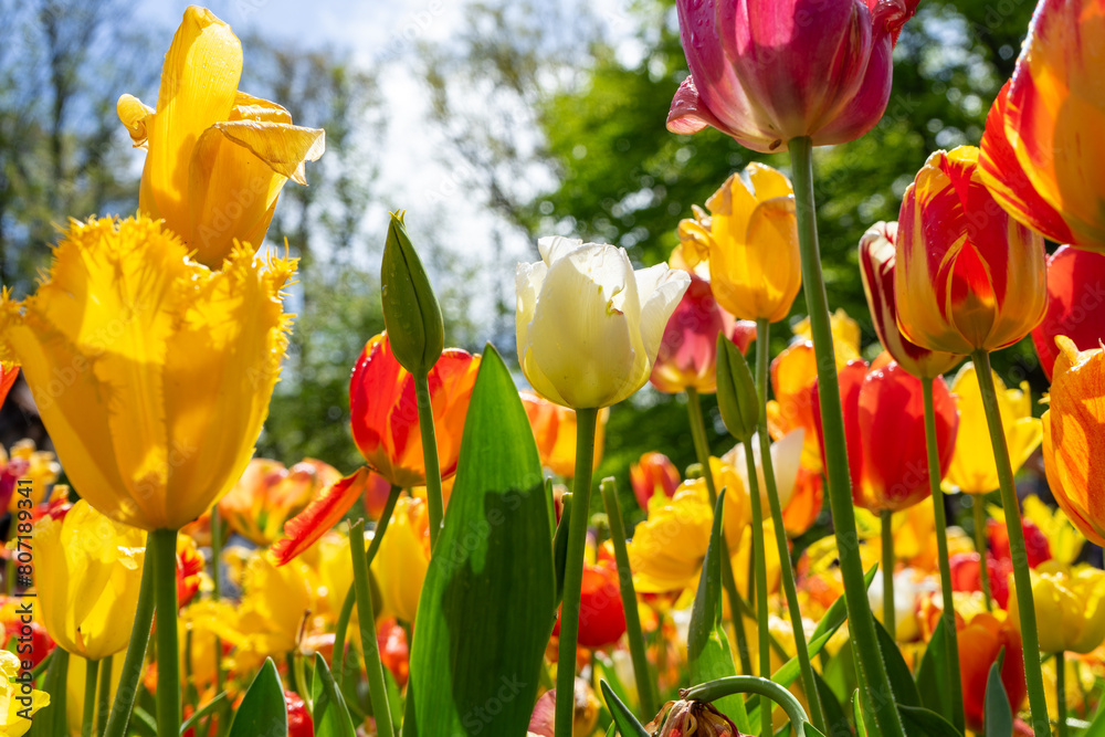 Fototapeta premium yellow and red tulips in spring