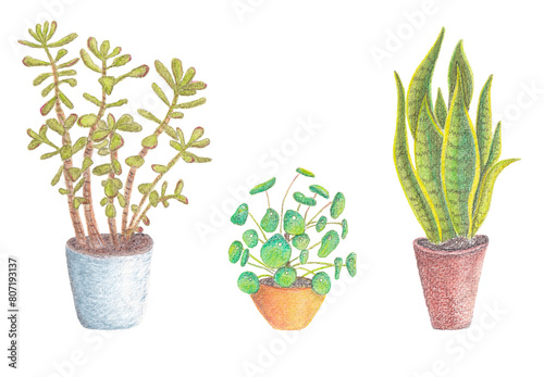 Jade plant, Chinese money plant and Snake plant, houseplants, hand painted watercolor illustration on white background photo