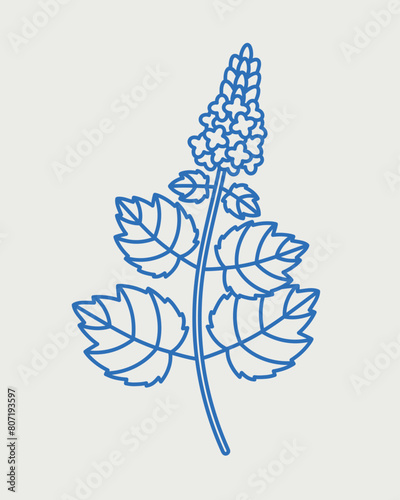 Patchouli branch. Line art, retro. Plants and herbs for cosmetics.