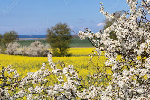 Blüten der Schlehe (Prunus spinosa, sloe, blackthorn), dahinter ein Rapsfeld bei Heiligenhafen an der Ostsee in Schleswig-Holstein, Deutschland