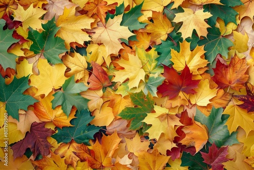 Beautiful collection of colorful autumn leaves green yellow orange red