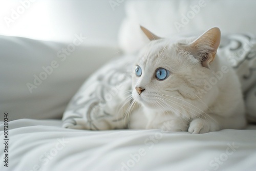 Beautiful white cat with blue eyes lying on the bed at home