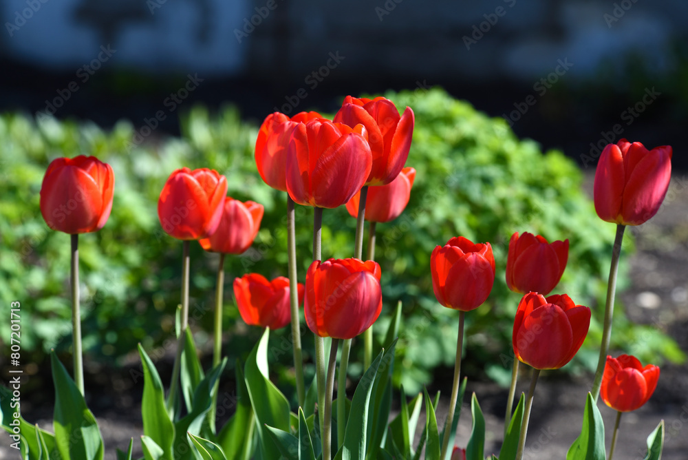 Red tulip flowers on a background of green grass in a spring garden. Red tulip buds on a green background during the day. Red tulip flowers on a background of green grass in a spring garden. Red tulip buds on a green background during the day.