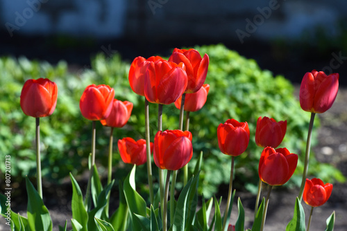 Red tulip flowers on a background of green grass in a spring garden. Red tulip buds on a green background during the day.