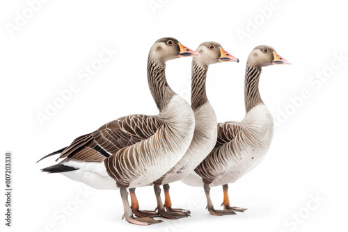 Three vigilant geese in formation