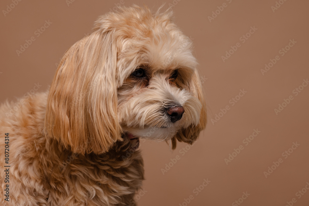 Maltipoo dog portrait on empty beige background, happy dogs concept Maltipoo dog portrait on empty beige background, happy dogs concept