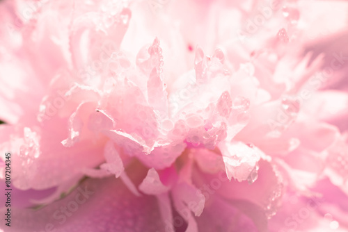 Floral pattern made of close up macro view of many delicate smooth pink colored peony flower. Lots of wet petals with water drops shining on summer sunlight. Design element with copy space.
