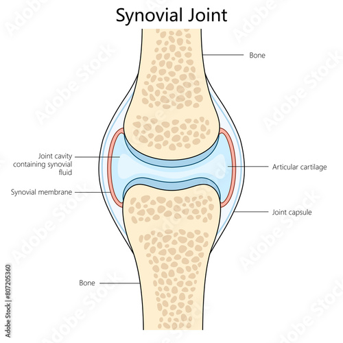 Human synovial joint structure diagram hand drawn schematic raster illustration. Medical science educational illustration photo