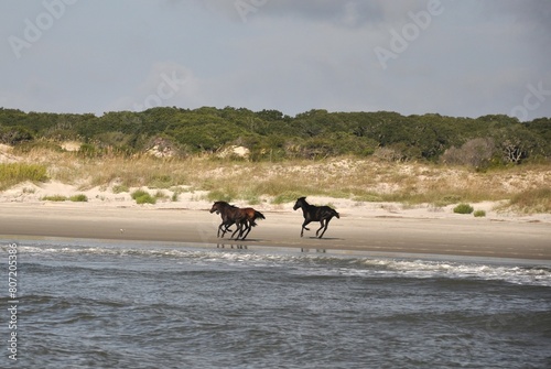 Slika na platnu Wild horses at play, Cumberland Island National Seashore, GA
