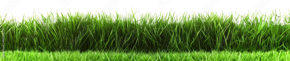 Fototapeta premium grass on a transparent background