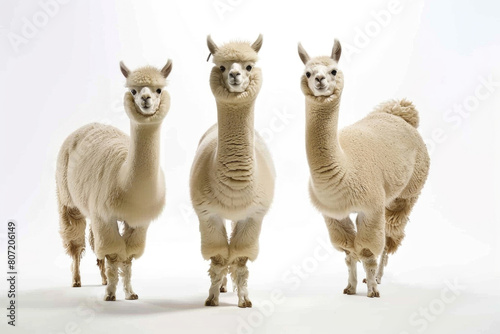 Three alpacas with noble gaze