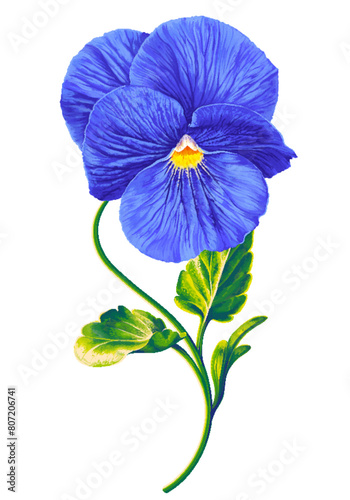 Vector blue pansy, blue viola flower. Hand drawn plant in vector format. Detailed realistic botanical illustration for your design, flyers, advertising, social media, textiles.