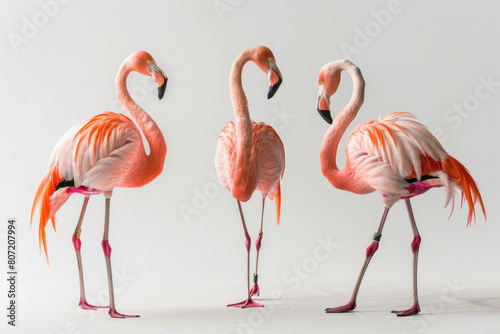 Three flamingos  one-legged poise