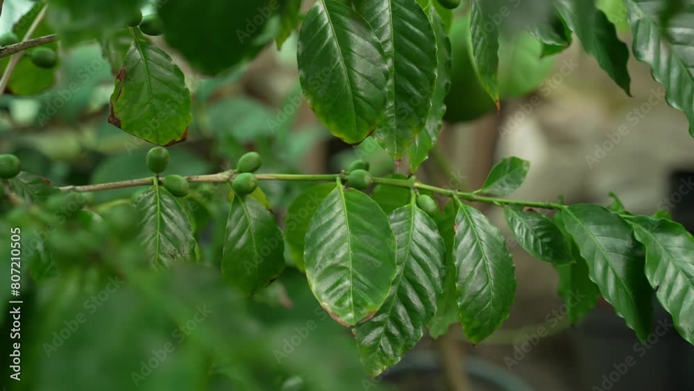 Fresh coffee cherries on green branches. Young green coffee cherries nestled among shiny leaves on sturdy branch. Coffee growth cycle concept Fresh coffee cherries on green branches. Young green coffee cherries nestled among shiny leaves on sturdy branch. Coffee growth cycle concept