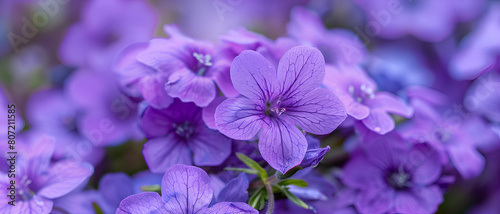 Violet flower background with vibrant color © AhmadSoleh
