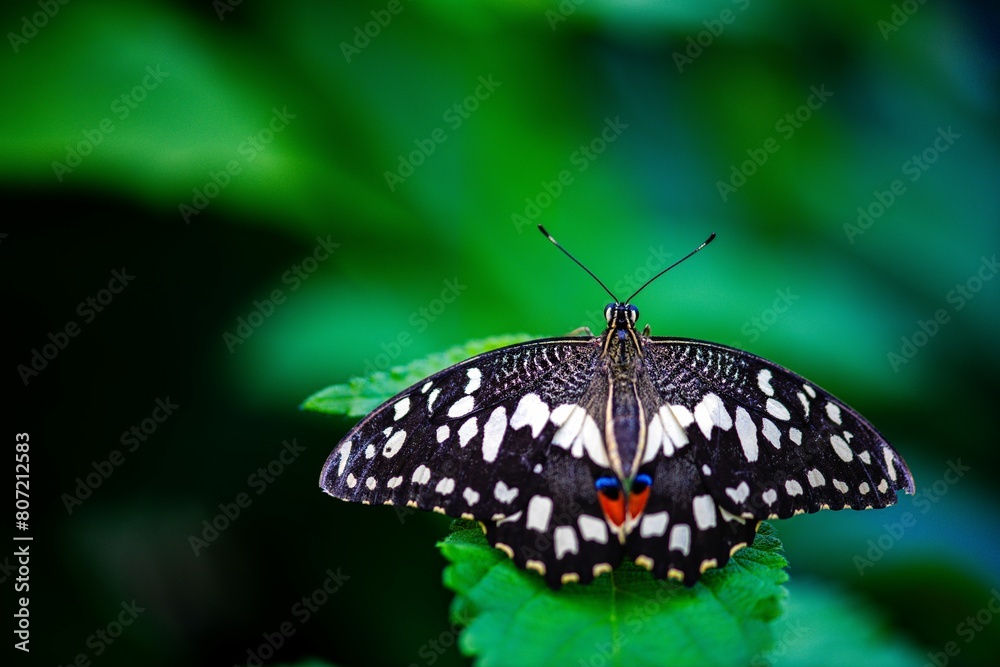 Beautiful butterfly in the tropical garden Beautiful butterfly in the tropical garden