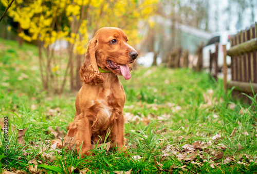 A red dog of the English cocker spaniel breed is sitting in the green grass. The dog opened its mouth and looks to the side. It has a collar. Hunter. The photo is horizontal and blurry.