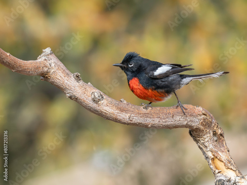 A Painted Redstart in Arizona