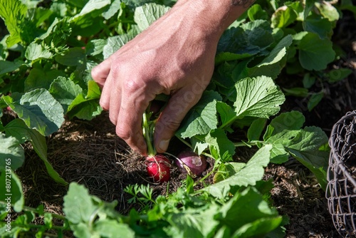Radieschen ernten, im Garten, Gemüse Anbau
