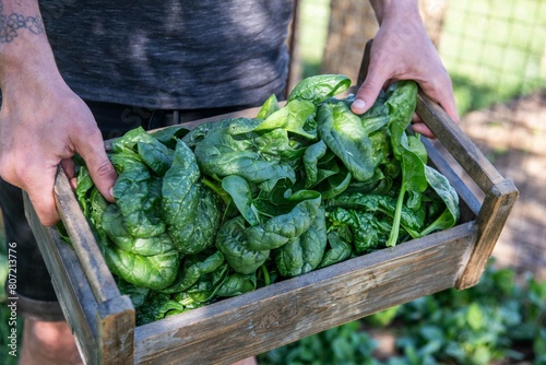 Wallpaper Mural frischen Spinat ernten, Gemüse Anbau, im Garten Torontodigital.ca
