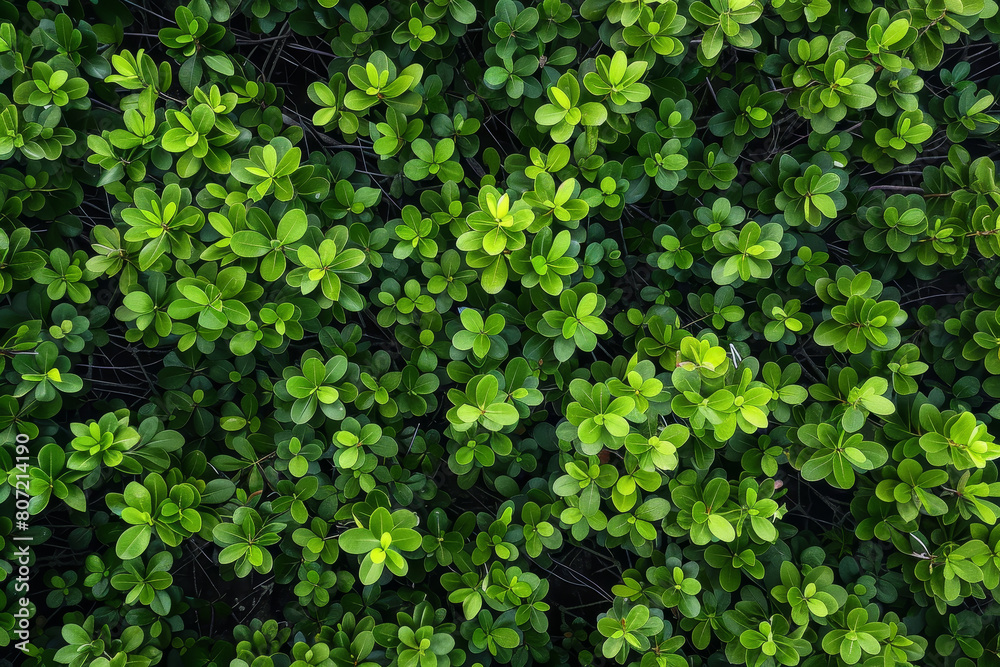 A close up of green leaves on a bush A close up of green leaves on a bush