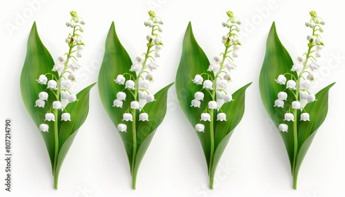 Four lily of the valley flowers on white background photo