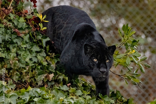 Black jaguar prowling