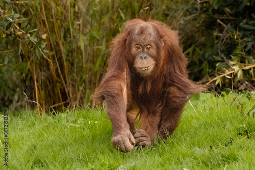 Sumatran orangutan youngster
