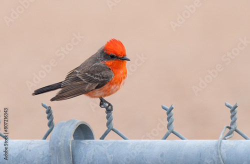Male Vermillion Flycatcher in Arizona