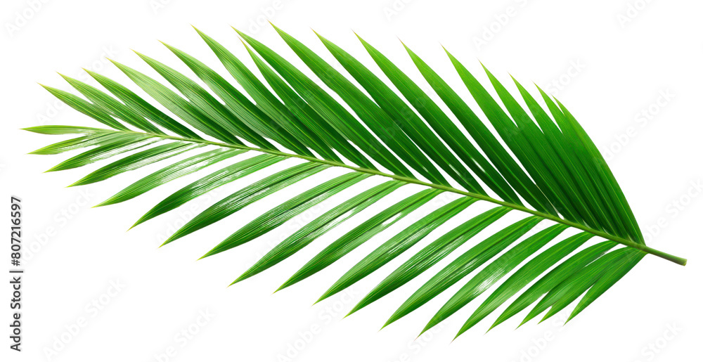 Fototapeta premium PNG Plant green leaf tree.