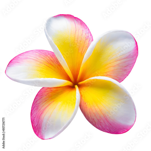 Illustration of frangipani flower