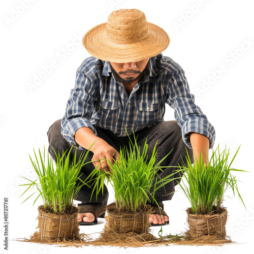Young farmer harvesting rice in a small rice garden, on a transparent background
