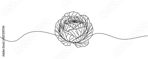 Head lettuce in continuous line art drawing style. Iceberg or crisphead lettuce design isolated on white background. Vector illustration photo