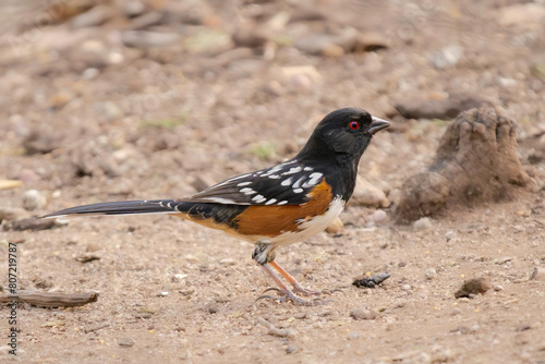 A Spotted Towhee in Arizona photo