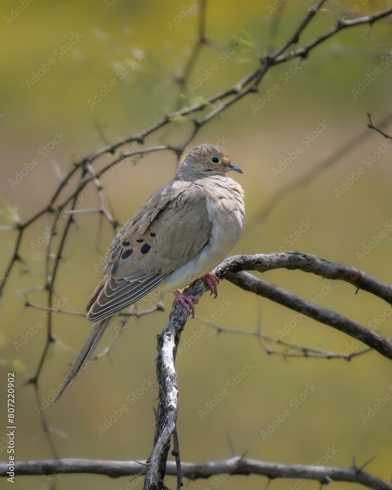 Obraz premium A Mourning Dove in Arizona