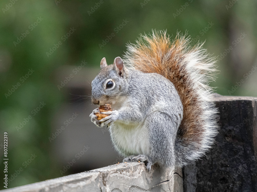 This Grey Squirrel looked to cute munching on his prize on a fence in Patagonia Arizona This Grey Squirrel looked to cute munching on his prize on a fence in Patagonia Arizona