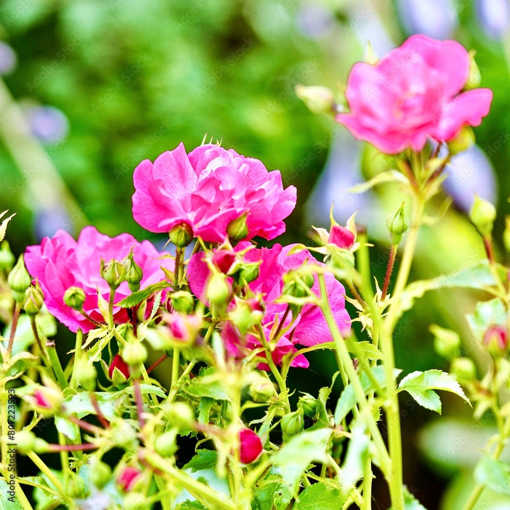 Beautiful pink roses in the garden, Poland. Selective focus. Beautiful pink roses in the garden, Poland. Selective focus.