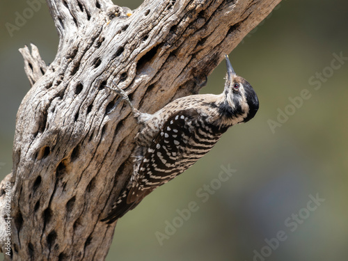 A Female Ladder-backed Woodpecker