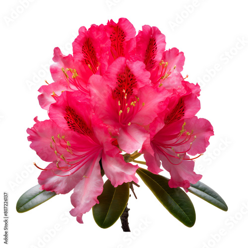 Beautiful red rhododendron arboreum flower photo