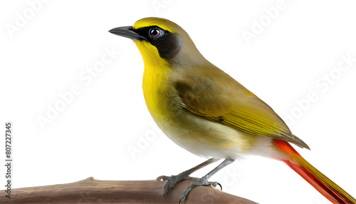 Realistic ruby throated yellow bulbul