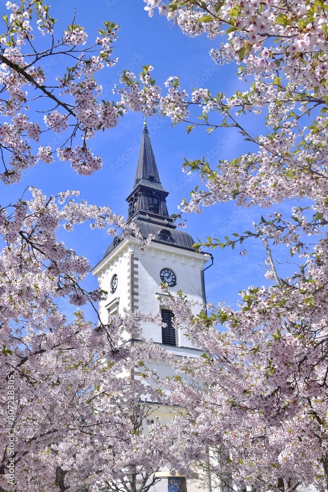 The old white church is visible through the flowering branches of the trees. The old white church is visible through the flowering branches of the trees.