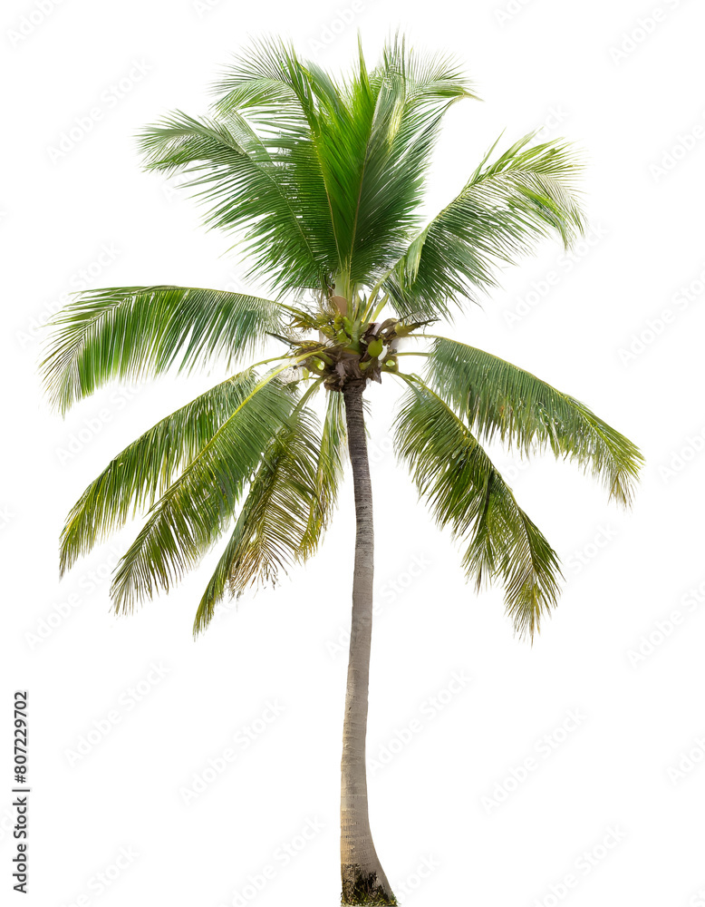 Fototapeta premium Realistic coconut palm tree